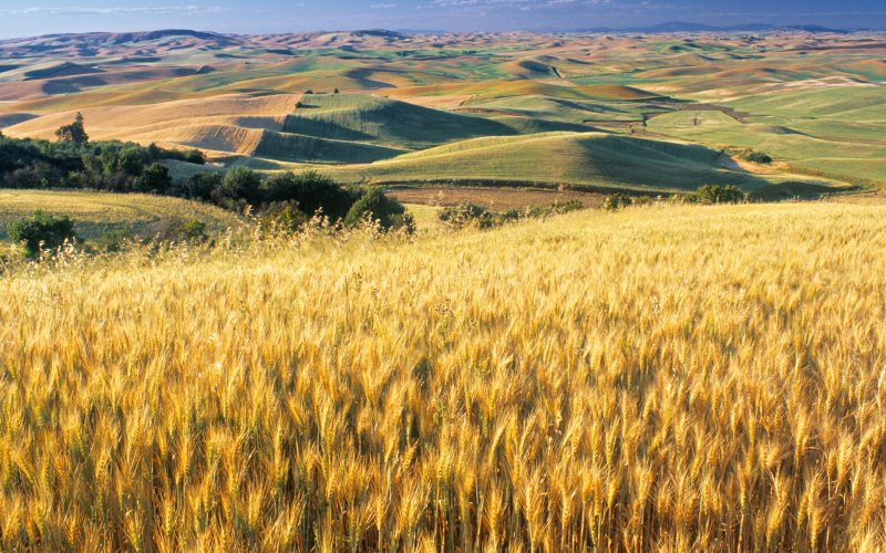 Пшеничное поле высокое разрешение