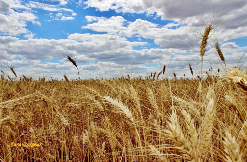 «Пшеничное поле — Противостояние» (Нью-Йорк, США)