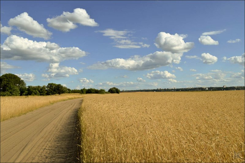 Пшеничные поля Приднестровье