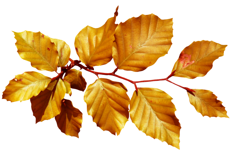 Ветка с желтыми листьями