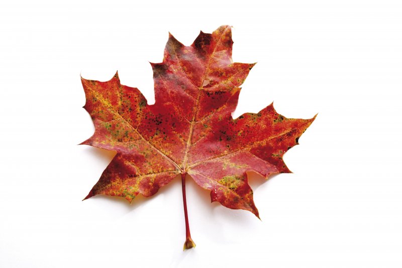 Символ Канады кленовый лист