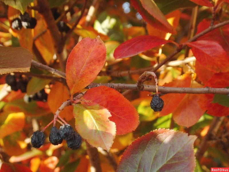 Черноплодная рябина осень