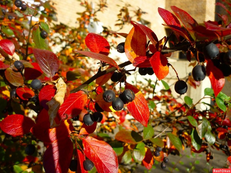 Арония черноплодная куст осень