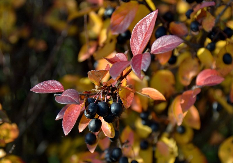 Арония черноплодная рябина листья
