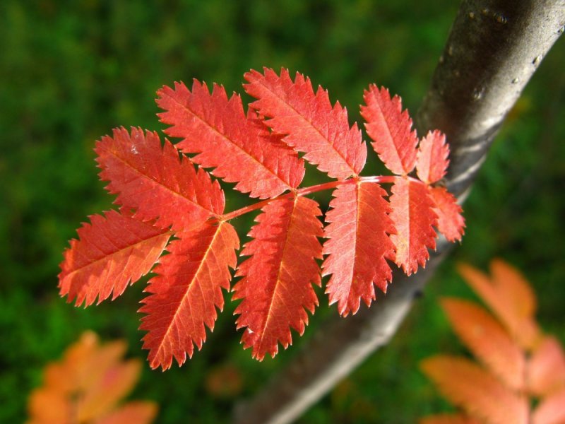 Листья граба осенью