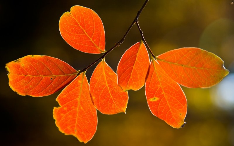 Листья деревьев осенью