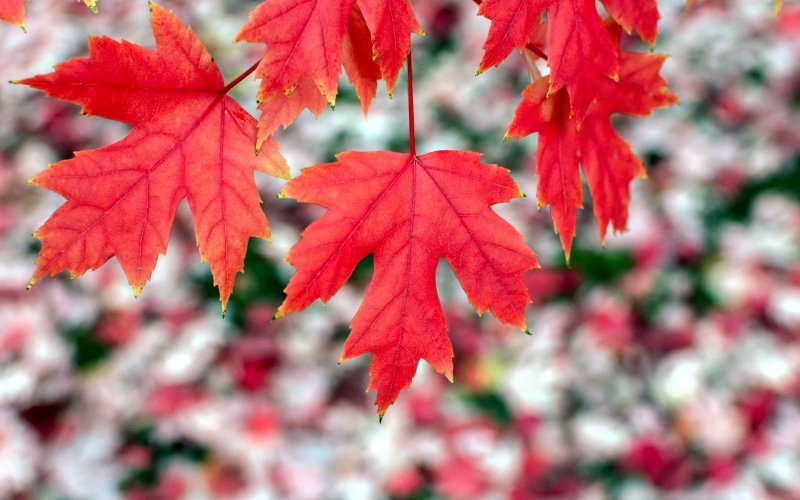 Осенние листья красные клён