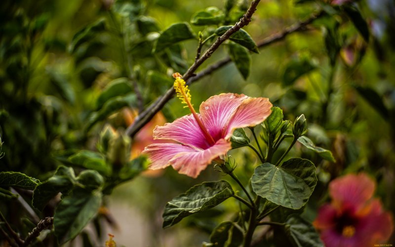 Гибискус цветок дерево