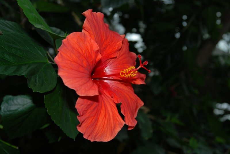 Гибискус оранжевый Бангкок
