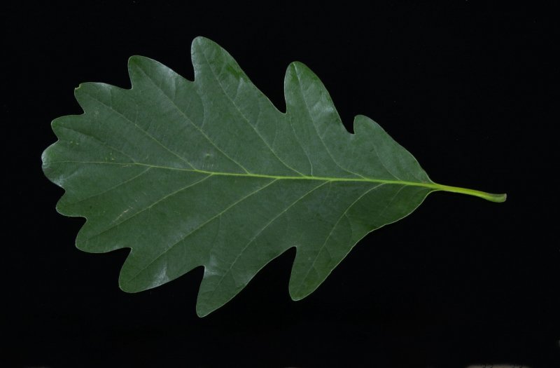 Дуб черешчатый лист