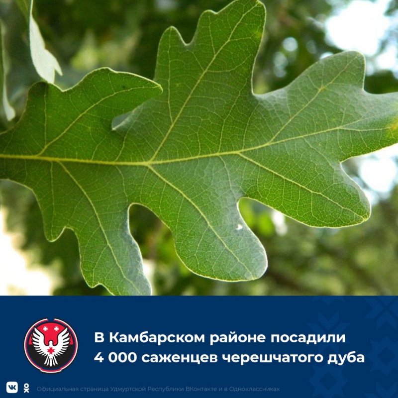 Дуб черешчатый (Quercus Robur l.)