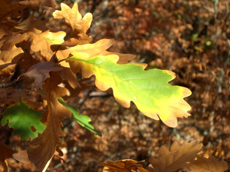 Дуб обыкновенный лист