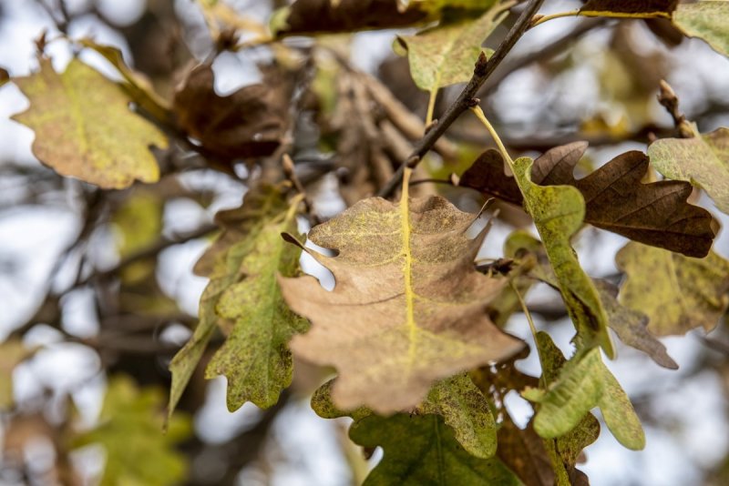 Гальванопластика меднение листьев