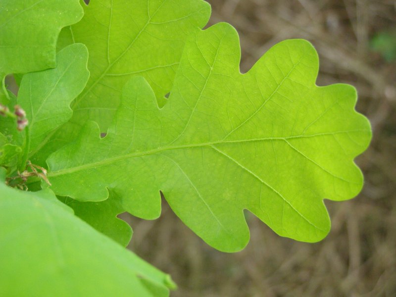 Quercus Robur лист