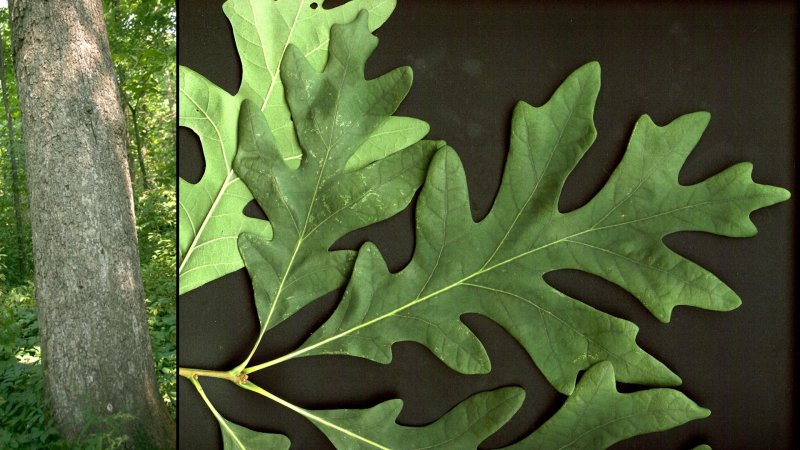 Коричневый дубовый лист