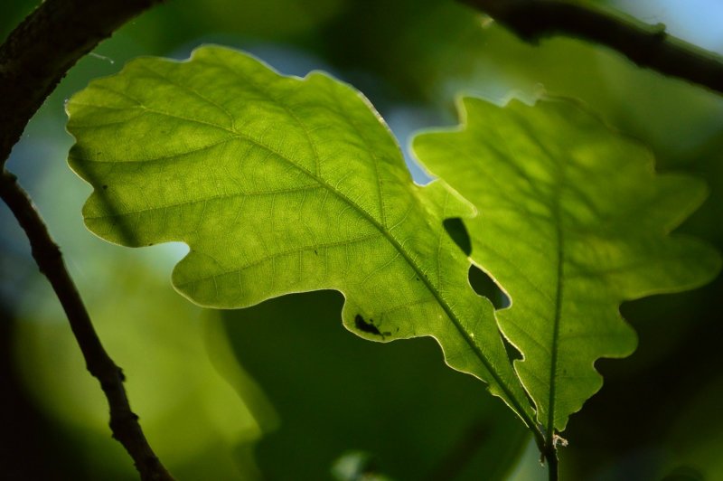 Oak Tree Leaf Shape