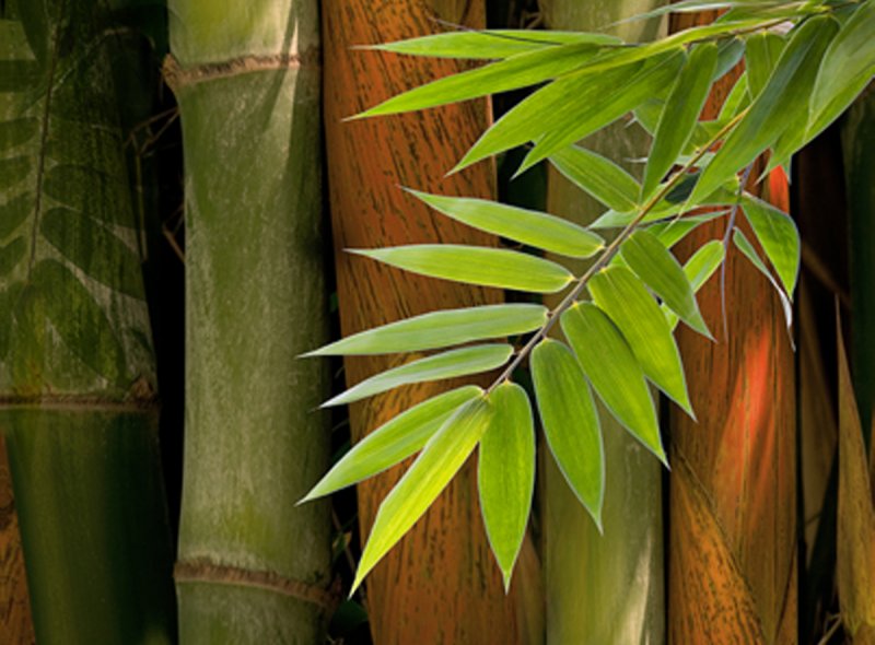 Бамбук в Южной Америке