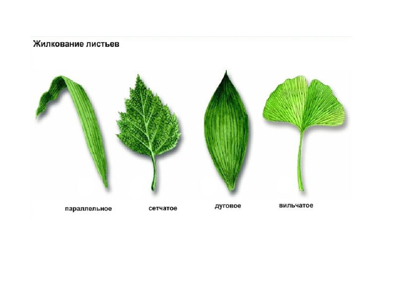 Разновидности листьев