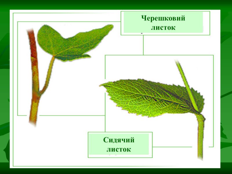 Типы листа растений черешковые и сидячие