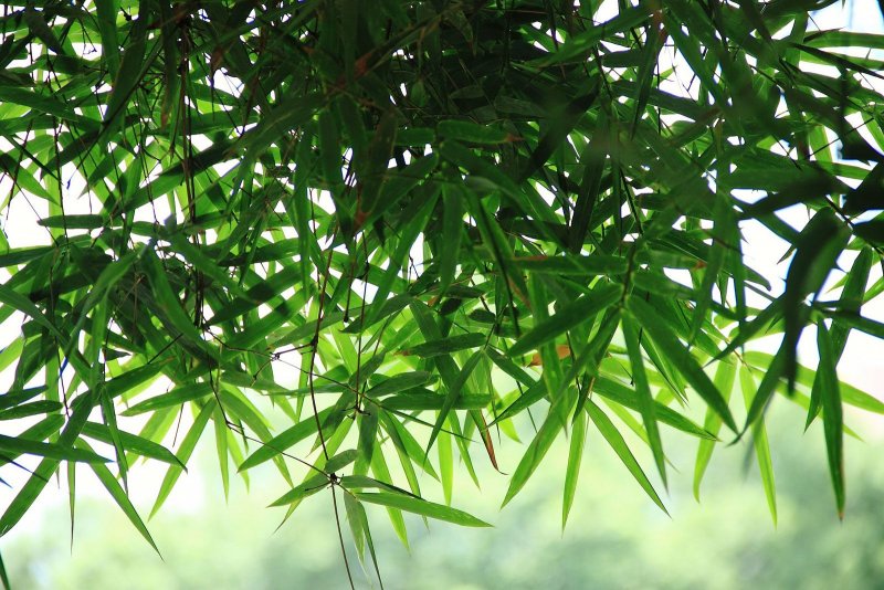 Бамбуковые листья