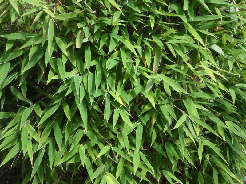 Бамбук вечнозелёный куст