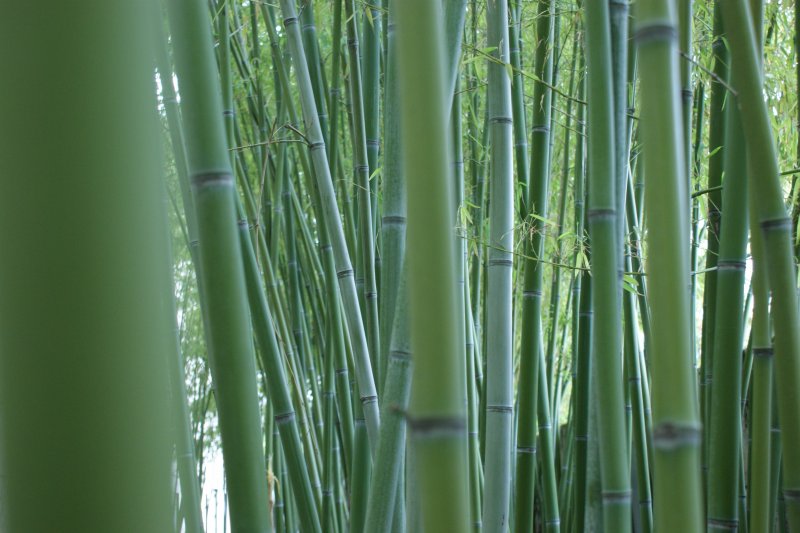 Листочки бамбука