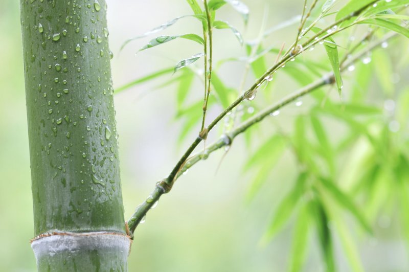 Листочки бамбука