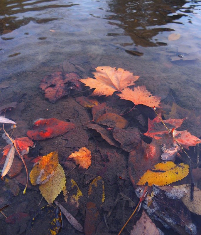 Листья в воде осень