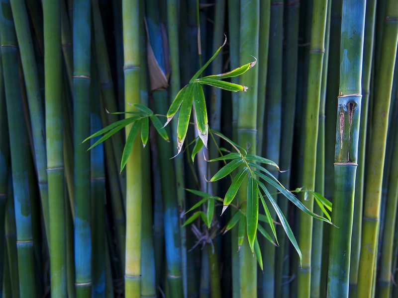 Тайский бамбук