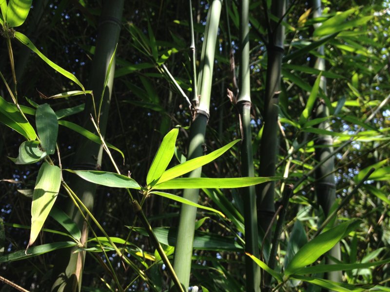 Poaceae Purple Bamboo
