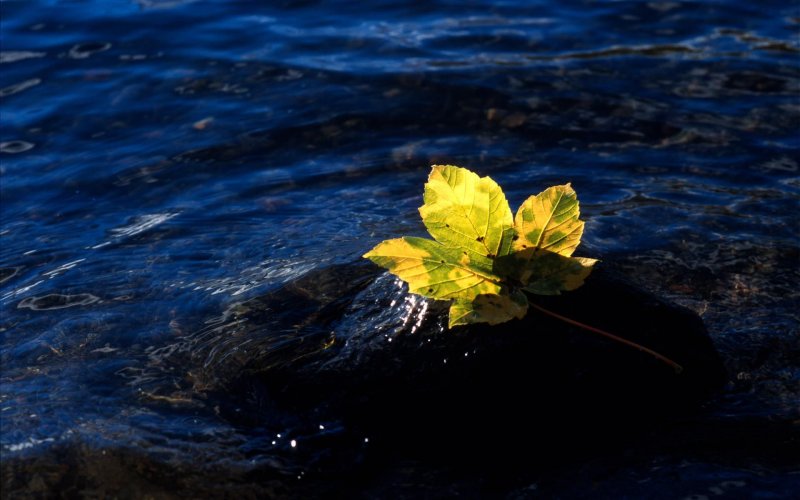 Желтые листья в синей воде
