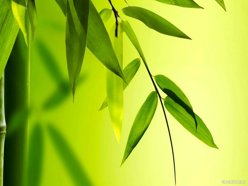 Листья бамбука вектор