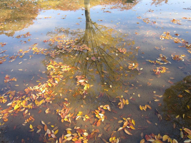 Листья в реке