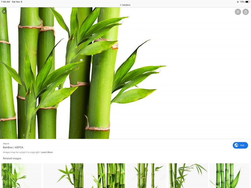 Bamboo grotw arachiama