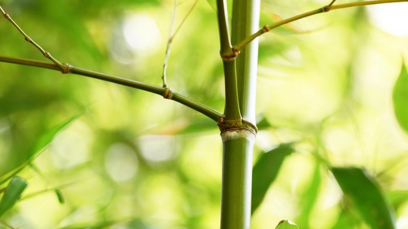 Бамбук ботаника