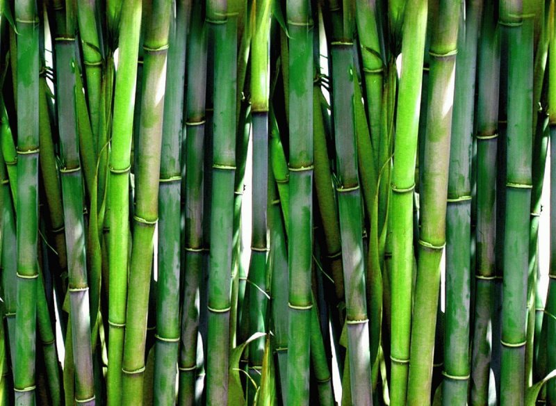 Gracilis Bamboo