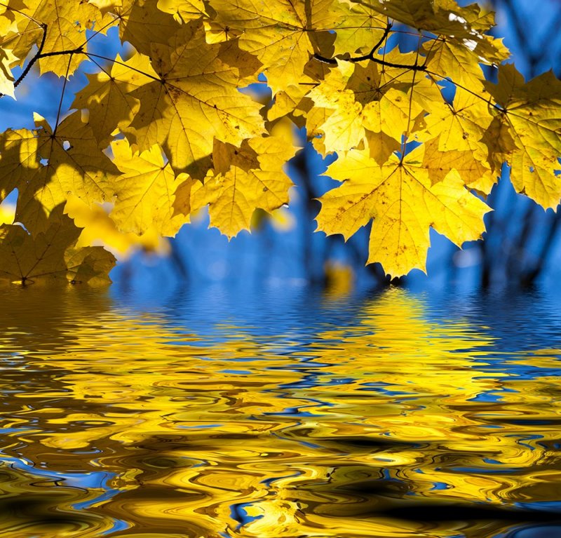 Желтый клен глядится в озеро просыпаясь на заре