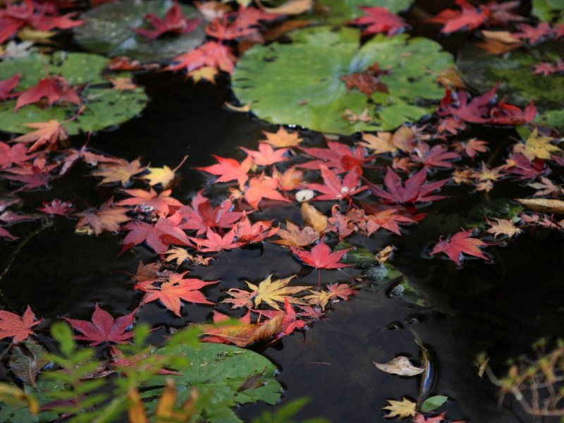 Листья в воде осень