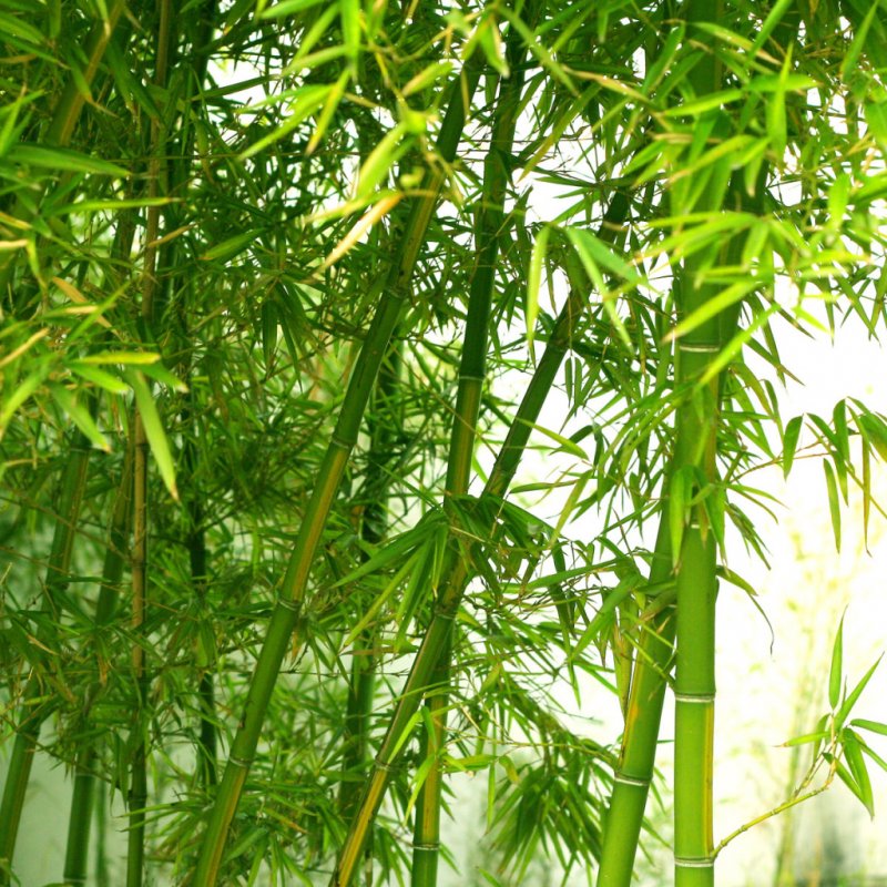 Бамбук листовой