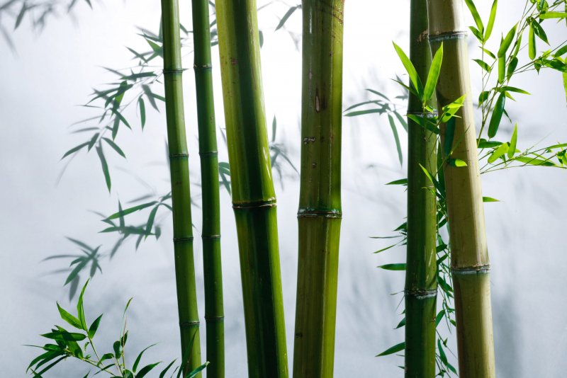 Бамбук тростниковый bambusa arundinacea