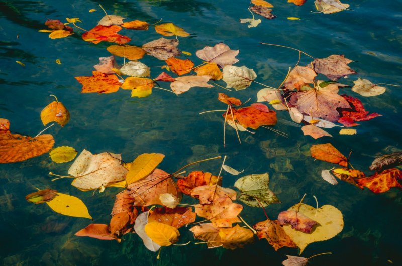 Осенние листья на воде