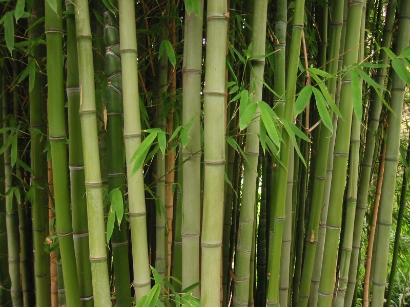 Бамбук и камни