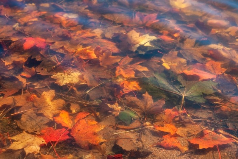 Осенние листья под водой