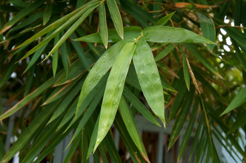 Искусственные листья бамбука