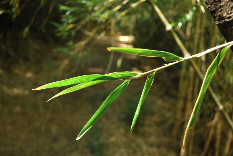 Тростник бамбук