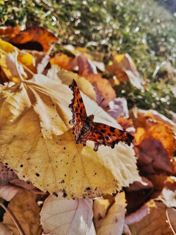Бабочка осень