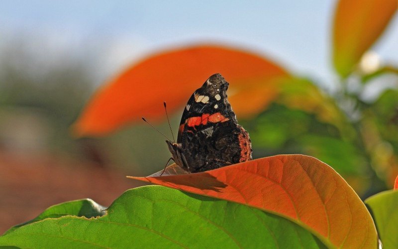 Фото и картины бабочки
