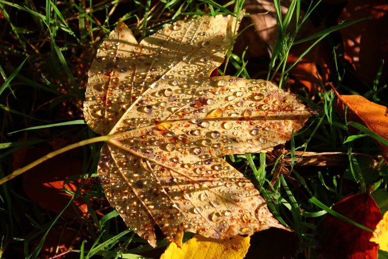 Мотылек в листве