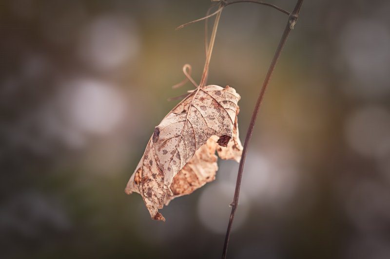 Бабочка мертвый лист