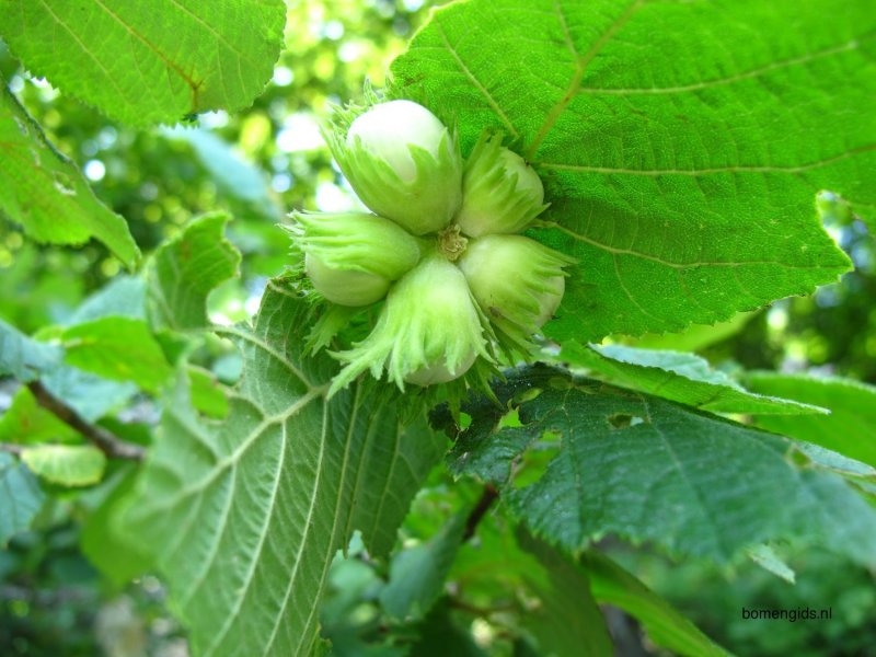 Hazelnut Leaf